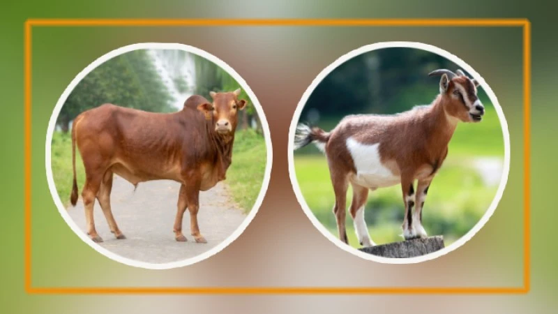 গরু, ছাগল, হাঁস ও মুরগীর খাদ্য