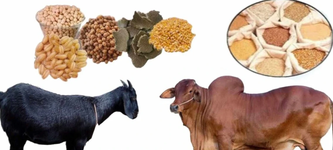 গরু, ছাগল, হাঁস ও মুরগীর খাদ্য